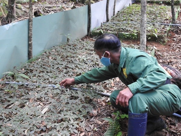 Kon Tum quyết tâm phát triển cây “Quốc bảo” sâm Ngọc Linh (10/02/2022)